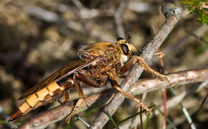A hornet robber fly, the largest fly in the UK